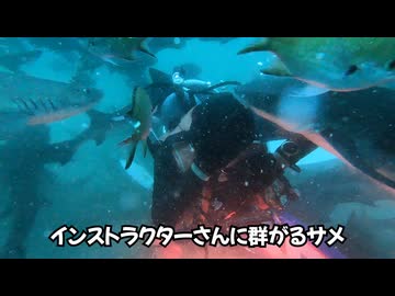 2026年5月、伊戸シャークスクランブル