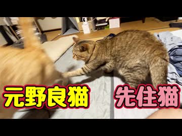 なぜか先住猫に しばかれる【元野良猫】