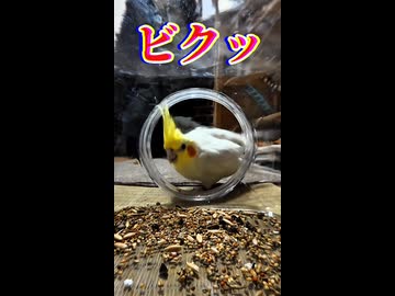 恐る恐る近づいた結果…衝撃のビビリ芸を見せるオカメインコが面白すぎたwww