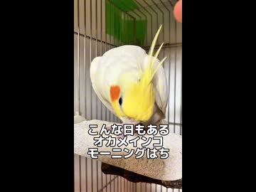 【衝撃】喋らないだと…？甘えすぎなオカメインコの朝が尊すぎて罪深い件□□