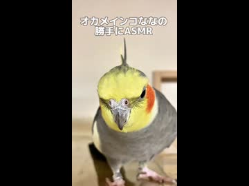 【神回】ツルッと滑って奇跡を呼ぶオカメインコのテクテク密着24時□