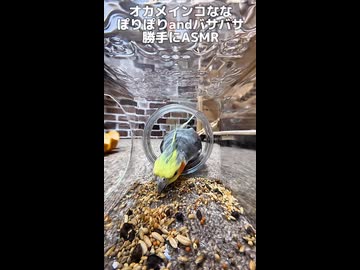 【閲覧注意】自由すぎるオカメインコ、突然の乱入で飼い主を完全に無視するｗｗｗ