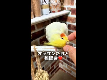 衝撃の塩対応！カキカキ大好きオカメと全力で逃げる長男の悲喜劇□