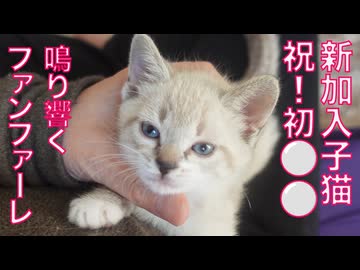 新加入子猫、初⚪︎⚪︎でファンファーレが轟く