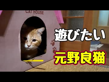 一緒に遊びたい様ですが…【元野良猫】