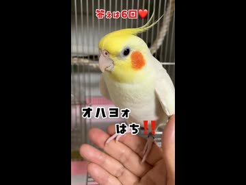 【無限ループの呪い】朝から喋っては無視→帰宅を繰り返す魔性のオカメインコｗ