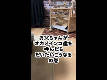 お父ちゃんがオカメインコ達を呼んだら、だいたいこうなるｗの巻