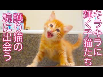 新加入子猫、護り猫の魂の跡に触れる