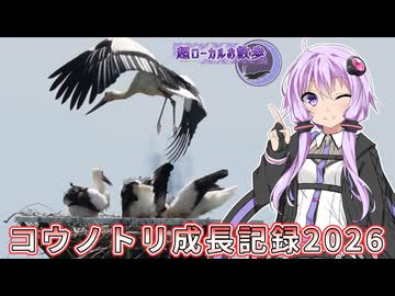 コウノトリ成長記録２０２６