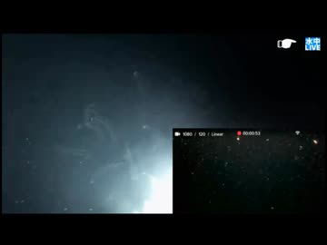 #014 2025/8/1【水中カメラ実況#U048】海からワクワクとハラハラをお送りします（こちらはメイン水中カメラがメイン）【金曜定期便】水温29℃