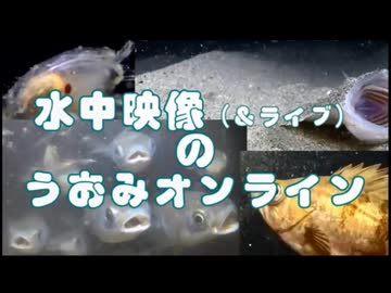 #015 2025/8/1（一般でもTS見れるよ）【UC048】海からワクワクとハラハラをお送りします（こちらはメインカメラ以外がメイン）【金曜定期便】水温29℃