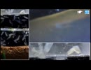 #017 2025/8/8 （一般でもTS見れるよ）【UC049】水面カメラとNカメラ（こちらはNカメラ実験メイン）【金曜定期便】水温28℃