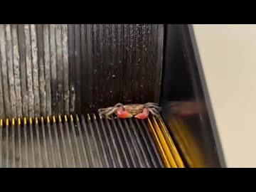 ホモと見る出勤するカニ
