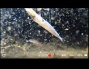 2026/7/24 【水中カメラ枠UC104】Nカメ７デビュー！！　能登の海です（ほぼ全部チラ見せ）【金曜定期便】27℃
