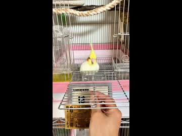 【閲覧注意】オカメインコ界の反逆児はち、自ら入るくせに閉まるとガチギレ・・