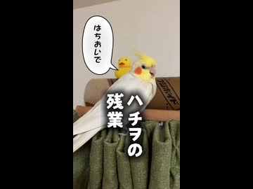 ハチヲの残業。お母ちゃんには塩対応のオカメインコ
