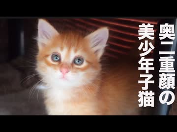 美少年茶トラ子猫、めぐる金色の面影