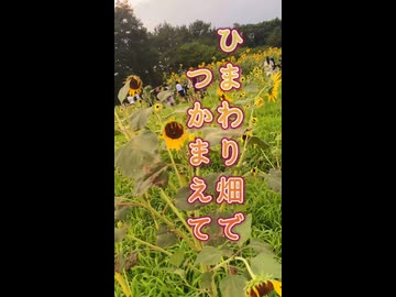 【ローカロリー動画】ひまわり畑でつかまえて【葛西臨海公園】