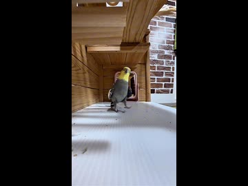 鏡の自分にガチ恋したオカメインコ、深夜の愛の告白がカオスすぎる件【密着24時】