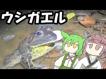 ウシガエル獲って食べましょう【きりたんのテキトークッキング】