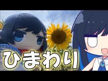 「しゅん……」って感じのひまわり畑！？！？【双葉湊音】【#旅する代表】