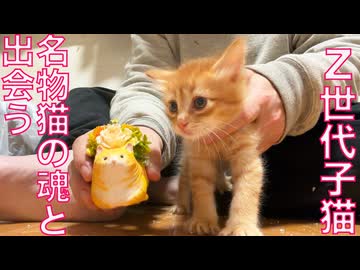 新世代子猫、名物猫たちと対面する
