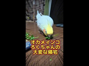 【密着24時】ハジゴ恐怖症のオカメインコ、決死の帰宅ドキュメンタリーwww