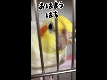 狂気と愛の朝…ハチの「おはよう」攻防戦が限界突破したwww