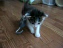 仔猫あんVSねずみのおもちゃ