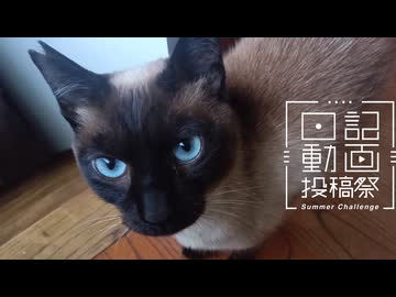 【日記動画投稿祭2026年夏】我が家の猫日記　2日目：深夜猫【VOICEVOX：東北ずん子】