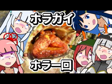 【琴葉姉妹の磯遊び】磯のホラガイ　ホラー回