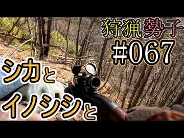 狩猟勢子動画＃067　シカとイノシシと