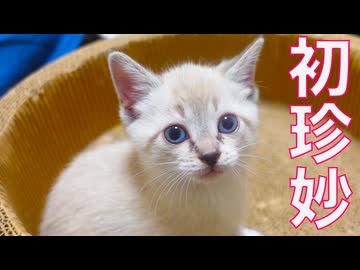 新加入子猫たち、はじめての珍妙体験