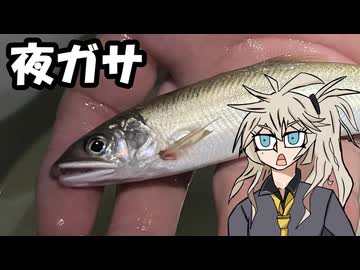 夜の川で予想外の魚と出会った【つむぎのテキトーフィッシング】