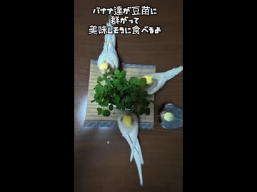 【密着】四方向から豆苗を制圧するオカメインコ軍団が草