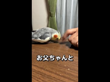 【密着】オッサンとコンコンリズム同盟を組むオカメインコが草