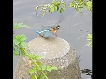 カワセミ幼鳥の飛び込み捕食と兄弟げんか