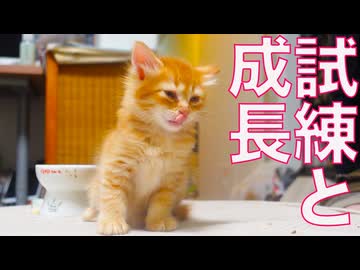 子猫と見守る猫、それぞれの試練