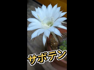 サボテンが咲いたよ！