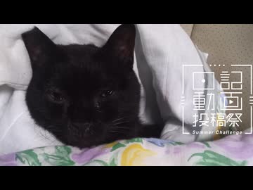 【日記動画投稿祭2026年夏】我が家の猫日記　3日目：赤ちゃんかな？【VOICEVOX：東北ずん子】
