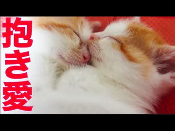 イモ幼猫兄弟、絆の抱き合い猫団子