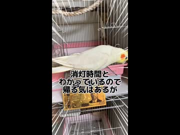 門限の刑にブチ切れ顔芸を披露するオカメインコがこちらww
