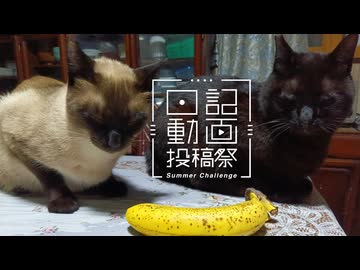 【日記動画投稿祭2026年夏】我が家の猫日記　4日目：深夜のパトロール【VOICEVOX：東北ずん子】