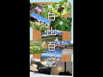 白山百花 / 冥鳴ひまり【ショート動画ver.】