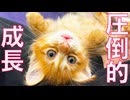 新加入子猫たち、驚きの速度で成長する