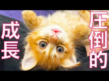 新加入子猫たち、驚きの速度で成長する