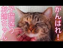 お姉ちゃん猫、子猫返りする