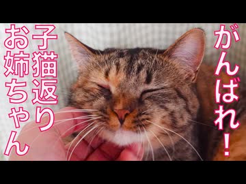 お姉ちゃん猫、子猫返りする
