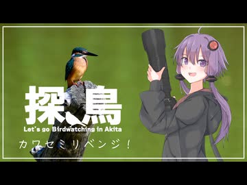 カワセミの撮影にリベンジしてきました。
