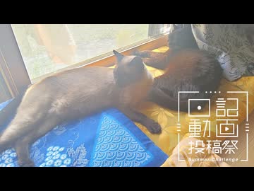 【日記動画投稿祭2026年夏】我が家の猫日記　6日目：今日もお昼猫【VOICEVOX：東北ずん子】